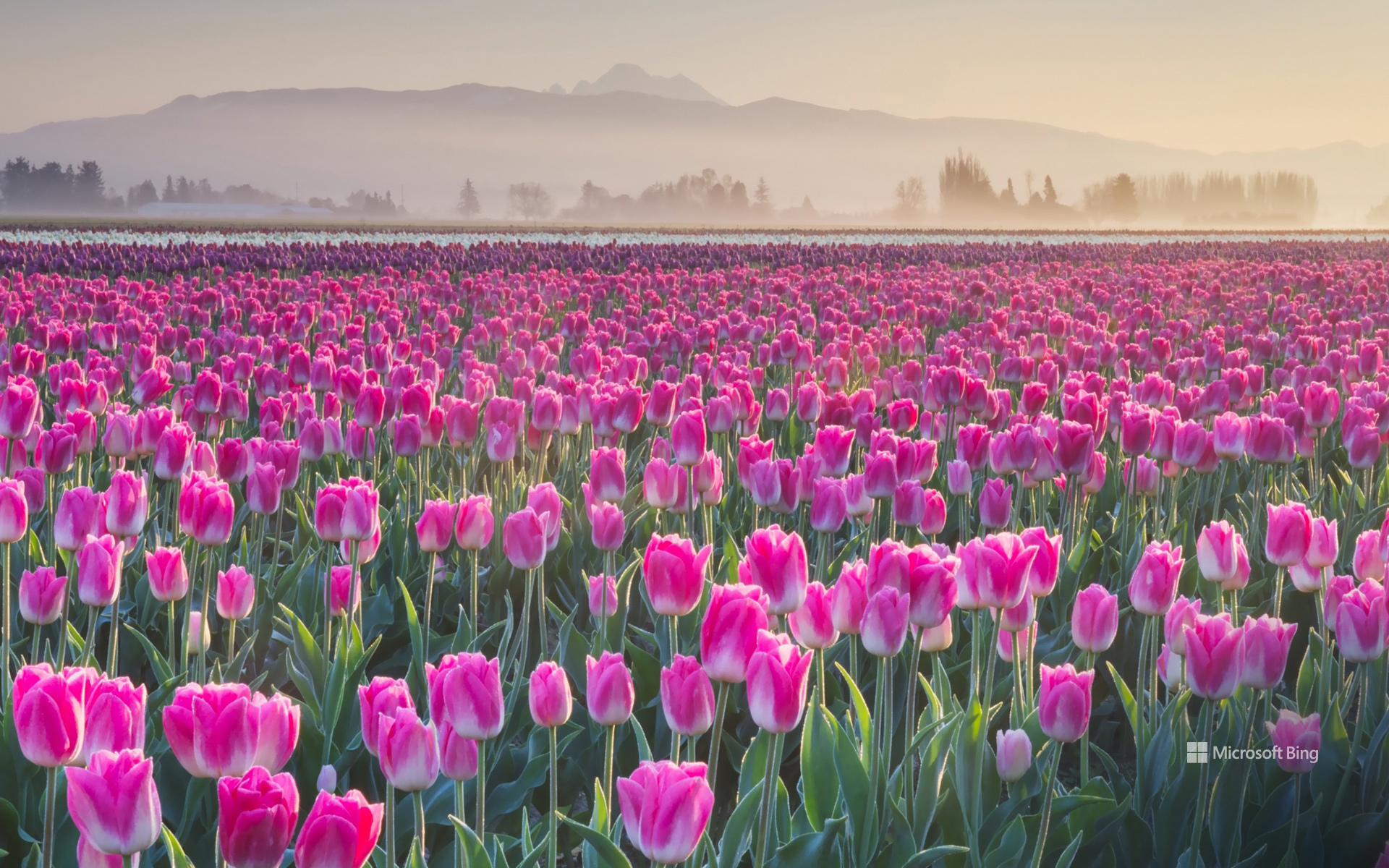 Tulpenfelder im Skagit Valley, Washington, USA